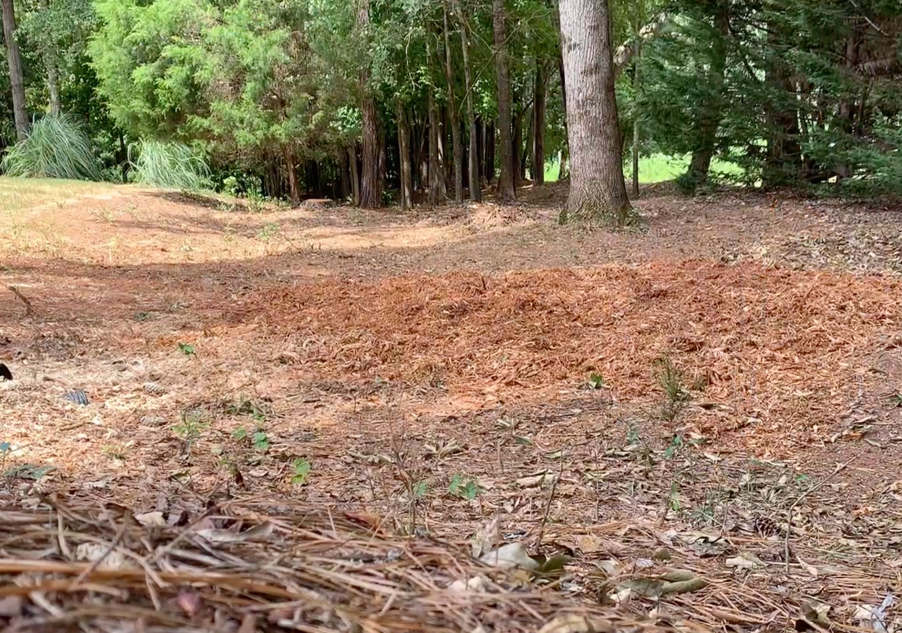 Before and After Stump Grinding with Vermeer 2